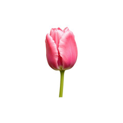 A single pink tulip with a green stem, isolated on a transparent background.