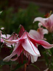 White and pink lily flower close-up after rain with drops of water on dark background, copyspace, postcard, wallpaper, gardening, care