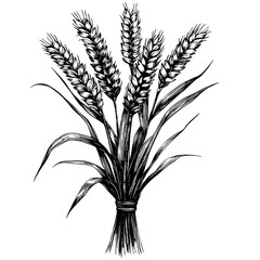 Old engraving wheat bundle, vintage style black sketch, hand drawn grunge print, rustic harvest scene, monochrome botanical artwork, farm vector, block print style