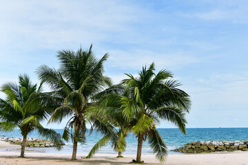 coconut palm trees on the beach