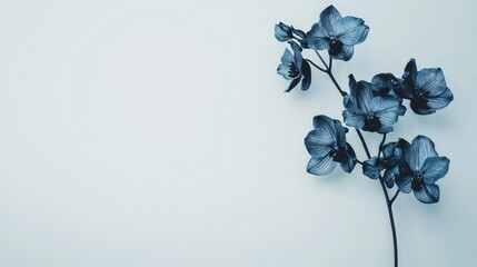 Naklejka na ściany i meble Dark blue orchids in a minimalist bunch on a white background.