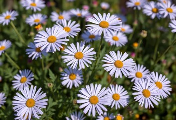 Obraz premium Delicate lavender-blue Michaelmas daisies bloom in a garden setting, nature, september