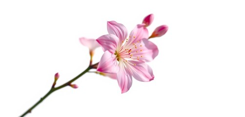 Obraz premium Delicate pink flower branch isolated on white, vibrant color splash, beautiful, wedding