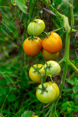 Close-up of tomatoes in various ripening stages, from green to orange, hanging on the vine in a natural garden setting. Symbol of organic farming and healthy food growth.