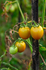 Close-up of tomatoes in various ripening stages, from green to yellow-orange, hanging on a vine in a natural garden setting, symbolizing organic farming and healthy food growth.