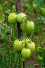 Cluster of unripe green tomatoes growing on the vine in an organic farm. Natural garden background with fresh produce represents sustainable agriculture and healthy eating lifestyle.