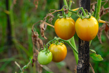 Close-up of tomatoes in various ripening stages, from green to yellow-orange, hanging on a vine in a natural garden setting, symbolizing organic farming and healthy food growth.