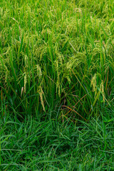 Lush green rice plants in a paddy field during the grain-filling stage, showing healthy panicles swaying in the breeze, symbolizing abundance, growth, and sustainable farming.