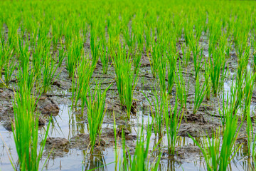 Young rice plants growing in a flooded paddy field, symbolizing early stages of agriculture, sustainability, and food security. Fresh green shoots reflect traditional farming methods.