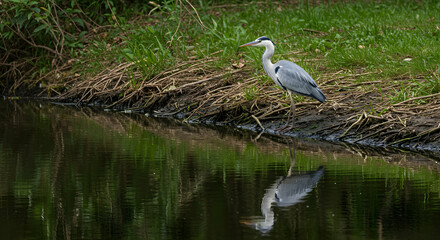 Elegant Heron Standing by Tranquil Water with Reflection in Nature