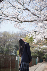 Fototapeta premium 春の桜満開の公園で遊ぶ元気な女子中学生の姿