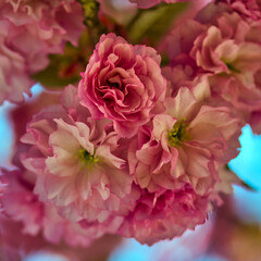 Beautiful close up of pink cherry blossoms on a tree branch in spring