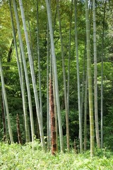 竹林、伸びたタケノコ