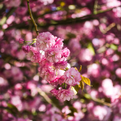 Amazing close up of cherry blossoms on a tree in spring