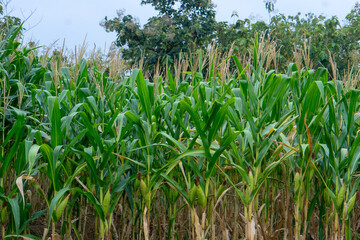 A lush cornfield filled with tall green stalks under a clear sky, symbolizing agricultural abundance, organic farming, sustainability, and rural lifestyle for global marketing visuals.