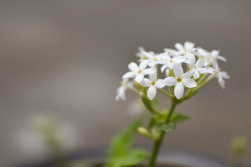 close-up of a cluster of delicate white flowers