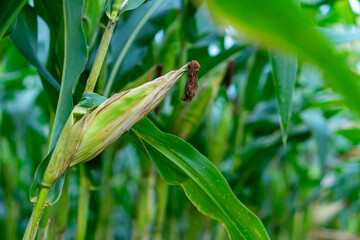 A close-up view of a ripe corn ear in a green cornfield, showing detailed husk texture and silk, representing sustainable farming, organic crops, and agricultural development.