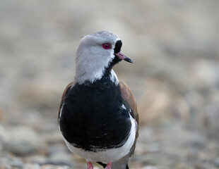 Obraz premium Southern Lapwing, portrait of Vanellus chilensi in Ushuaia, Argentina
