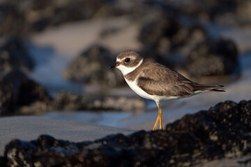 Semipalmated plover, portrait of Charadrius semipalmatus in Galapagos