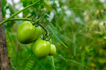 Close-up of fresh green tomatoes growing on the vine in a lush garden. The natural environment highlights organic farming, healthy food, and sustainable agriculture practices.