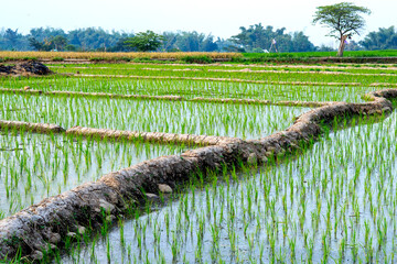 Scenic view of young rice plants growing in flooded paddy fields with curved embankments,...