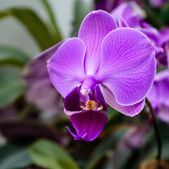 Obraz premium close-up of a vibrant purple orchid with intricately veined petals
