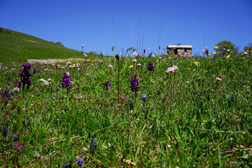 Old mountain refuge over the wild orchids in a spring day