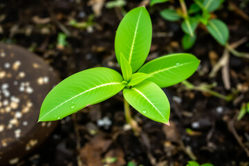vibrant green sprout with four leaves and water droplets