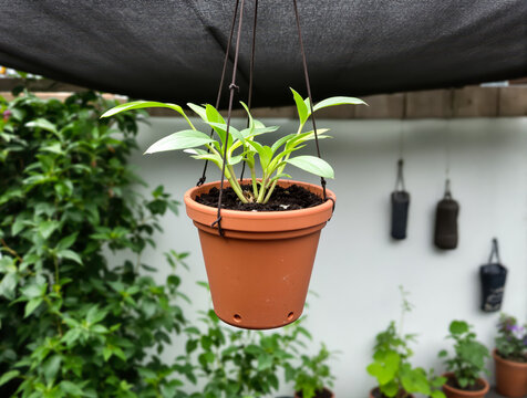 vibrant green plant in hanging terracotta pot