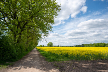 Rapsblüte mit Feldweg