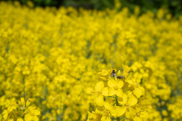 Rapsblüte mit Tanzfliegen