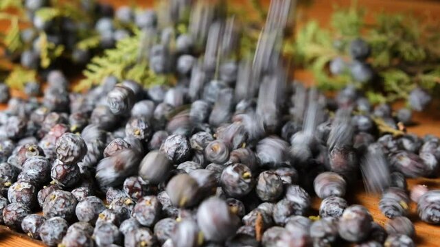 Many ripe blue juniper berries with light bloom falling onto a wooden table, accompanied by green juniper twigs. Medicinal plants and fruits captured in a rustic, natural setting.