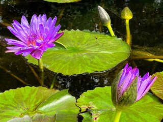 Purple water lily is in full bloom