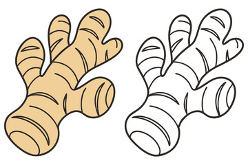 The ginger root is shown in color and outline version, perfect for a coloring book cover on white