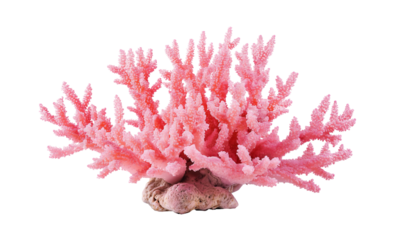Pink coral on transparent background, cutout, png.