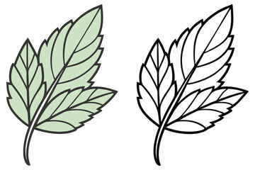 One green leaf with veins stands beside a black and white leaf for coloring book cover on white