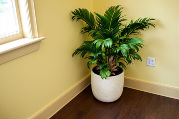 Fototapeta premium lush green potted plant in a corner of a room
