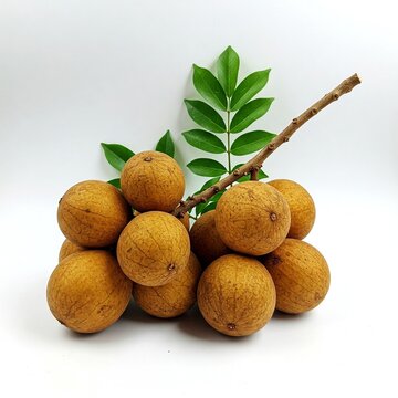 Bunch of Fresh Longan Fruits with Leaves