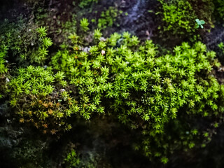 Close-Up of Lush Green Moss Growing on a Dark Rock Surface. Lush green moss thrives on a shaded, damp rocky terrain, showcasing natural texture and vibrant greenery.