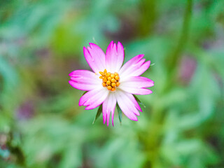 Obraz premium Beautiful cosmos flower in the garden