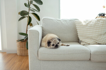 Pug Lounging Comfortably on a Light-Colored Couch in a Bright, Cozy Living Room During the Day