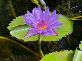 Purple water lily gracefully blooms on the water's surface