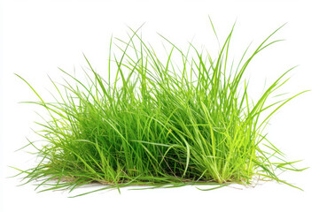 Obraz premium Tuft of vibrant green grass isolated on white background
