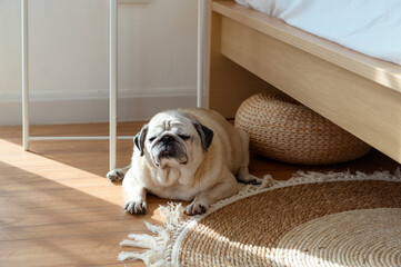 Pug Resting Peacefully on a Wooden Floor in a Cozy Indoor Setting During Daylight Hours