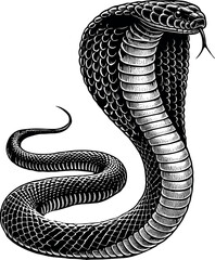 Fototapeta premium Cobra Snake Vector Silhouette, Coiled Venomous Serpent Clipart, Aggressive Hooded Cobra Design for T-Shirts, Reptile Danger Symbol Cricut Cut File, Wild Jungle Snake Art for Tattoo and Decor