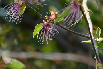 Capparis spinosa flowers. Its common names wyjeelah, nipang creeper, Capparis lasiantha, Flinders roseand and  bush caper. wildflower.