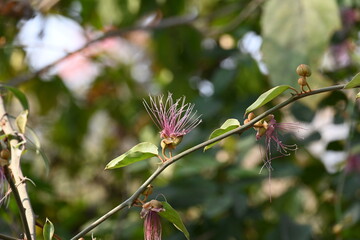 Capparis spinosa flowers. Its common names wyjeelah, nipang creeper, Capparis lasiantha, Flinders roseand and  bush caper. wildflower.