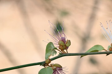 Capparis spinosa flowers. Its common names wyjeelah, nipang creeper, Capparis lasiantha, Flinders roseand and  bush caper. wildflower.
