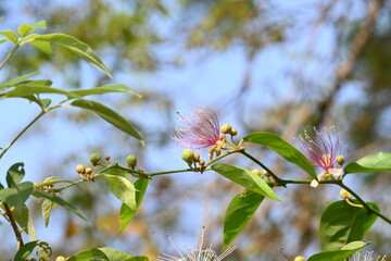 Capparis spinosa flowers. Its common names wyjeelah, nipang creeper, Capparis lasiantha, Flinders...