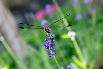 Dragonfly sitting on lavendar plant in the meadow in summer